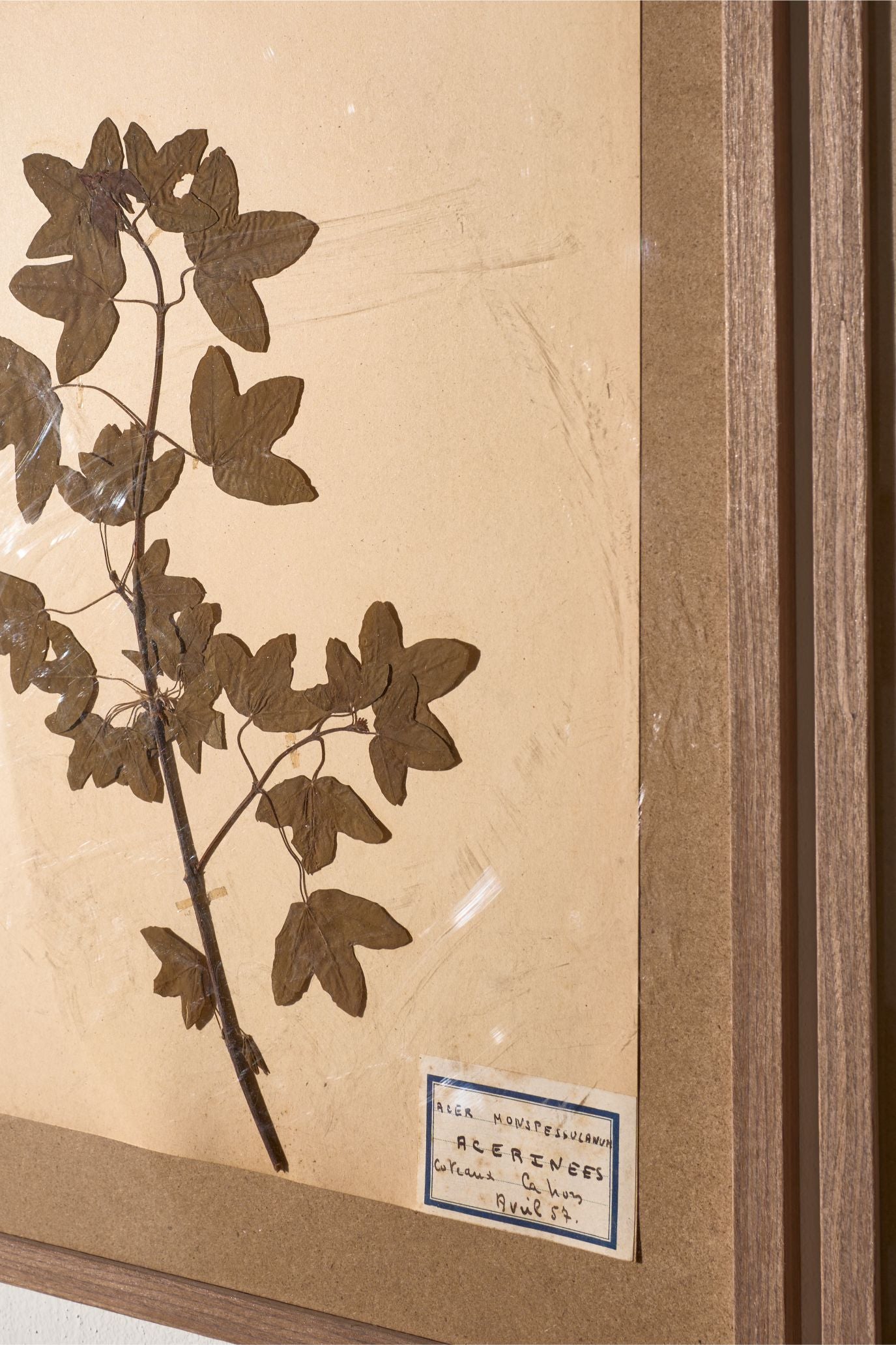 Set of 5 20th century framed Herbarium pages