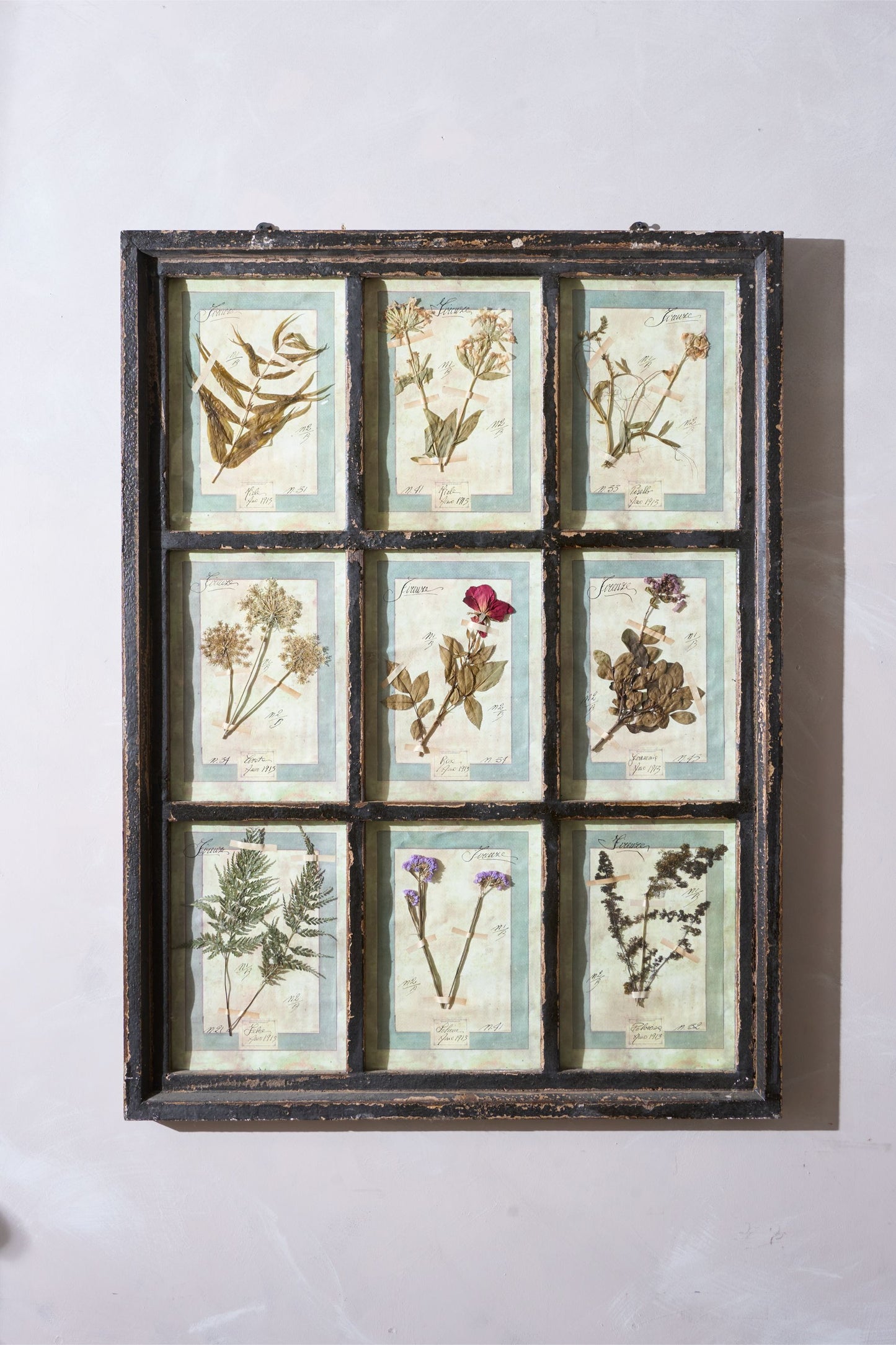 Large Italian Herbarium Plant study frame - No 2