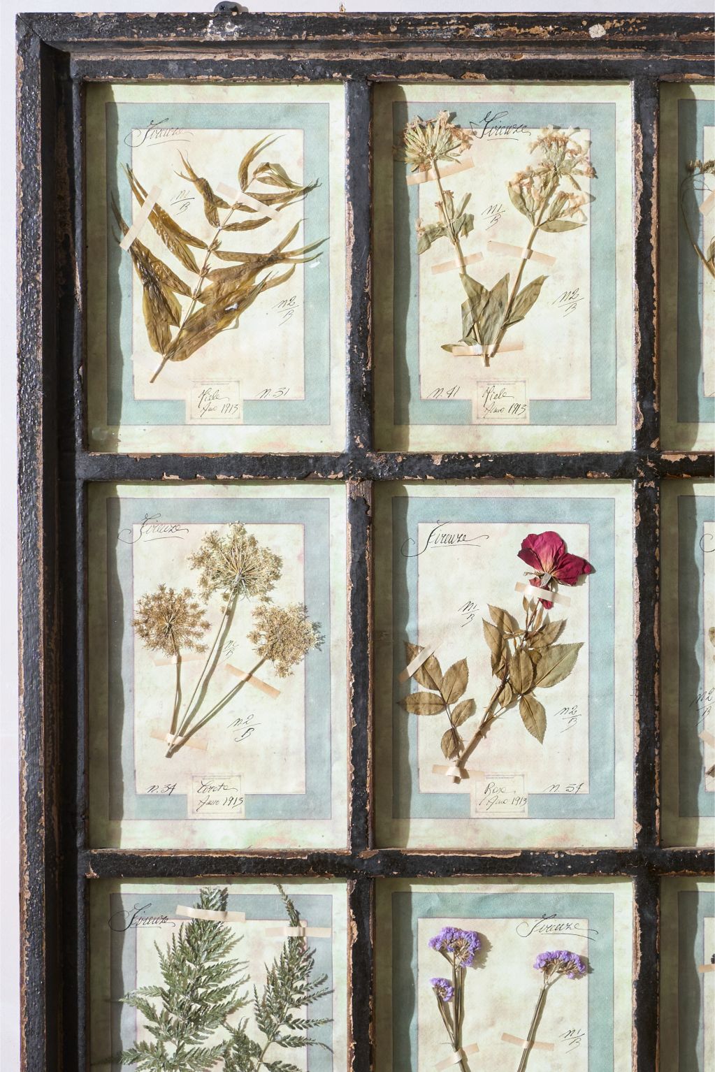 Large Italian Herbarium Plant study frame - No 2