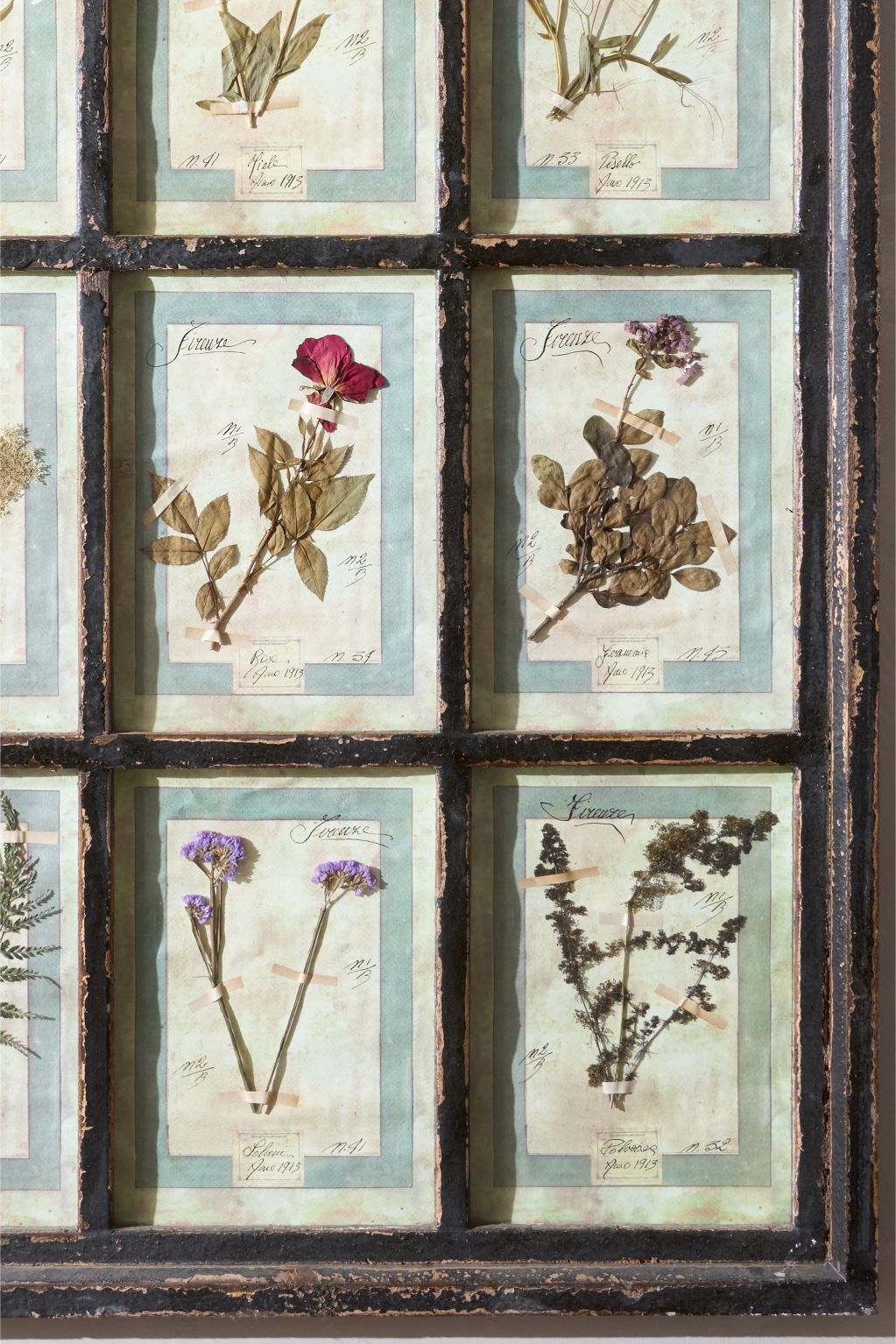 Large Italian Herbarium Plant study frame - No 2