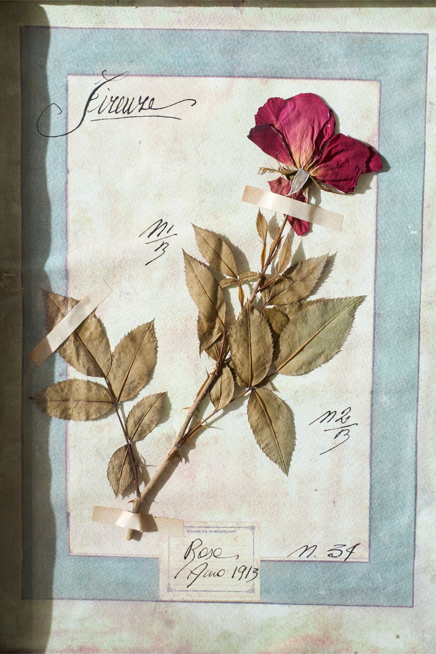 Large Italian Herbarium Plant study frame - No 2