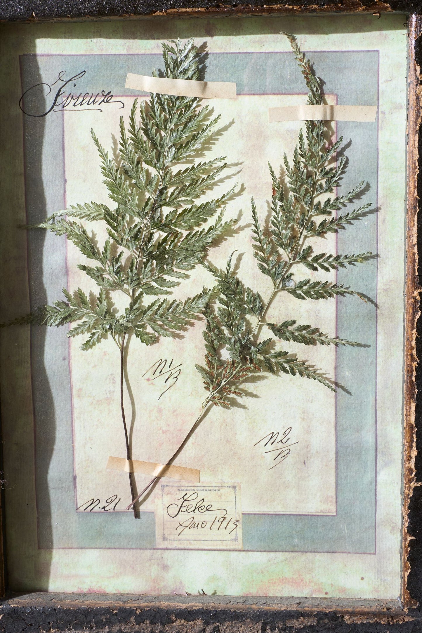 Large Italian Herbarium Plant study frame - No 2