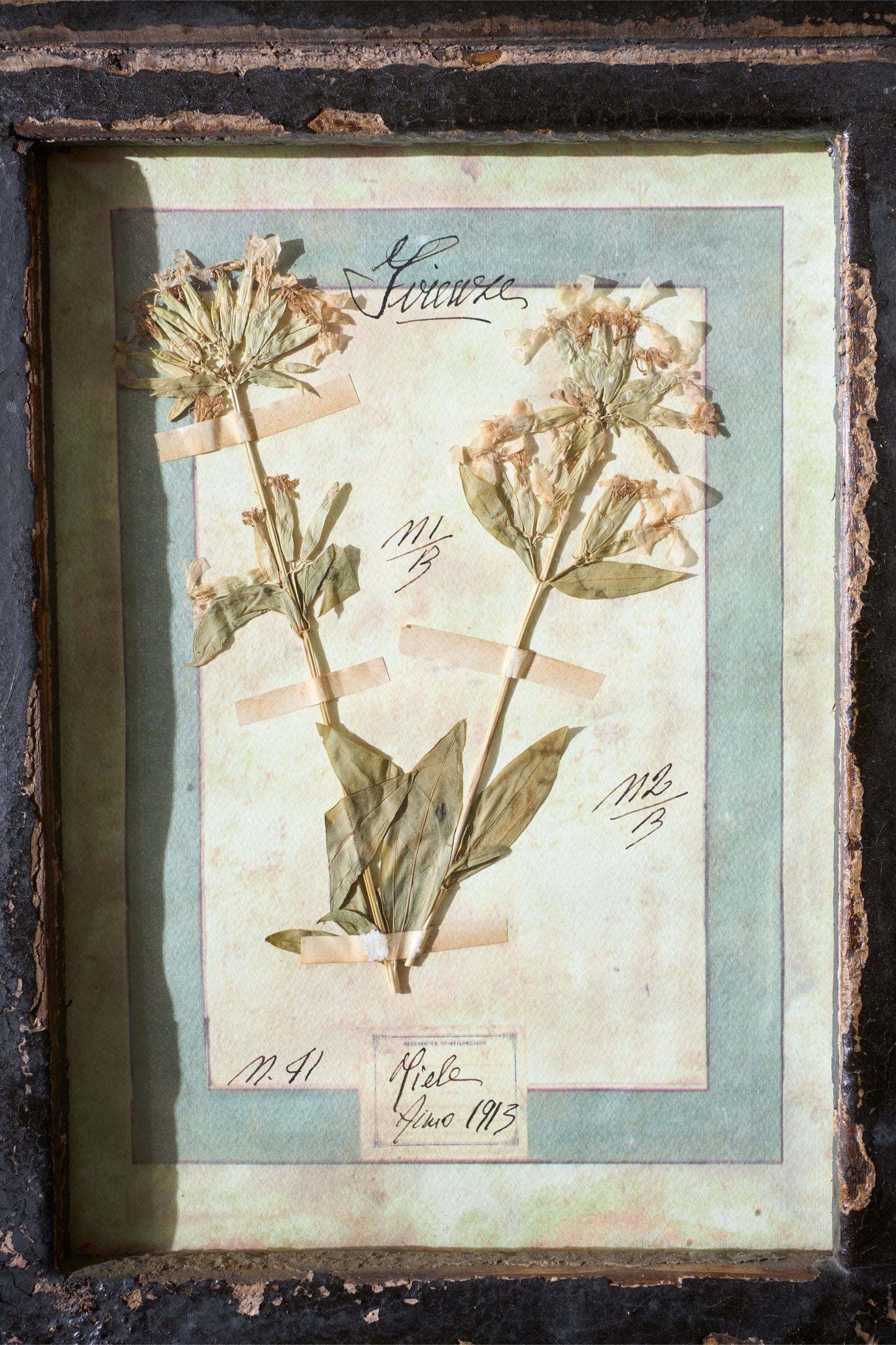 Large Italian Herbarium Plant study frame - No 2