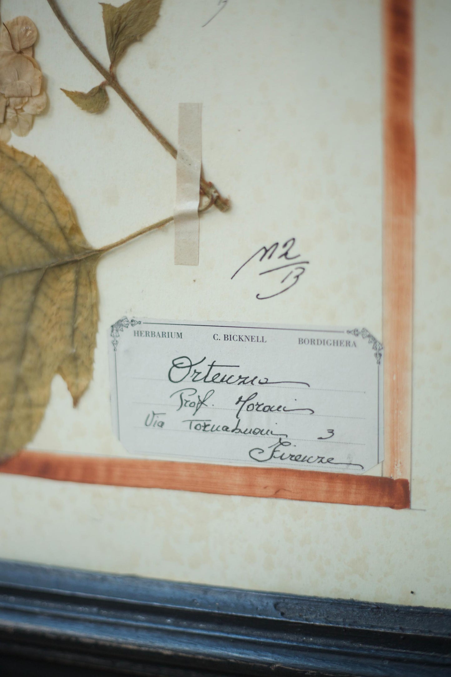 20th Century Herbarium Quad frame No2