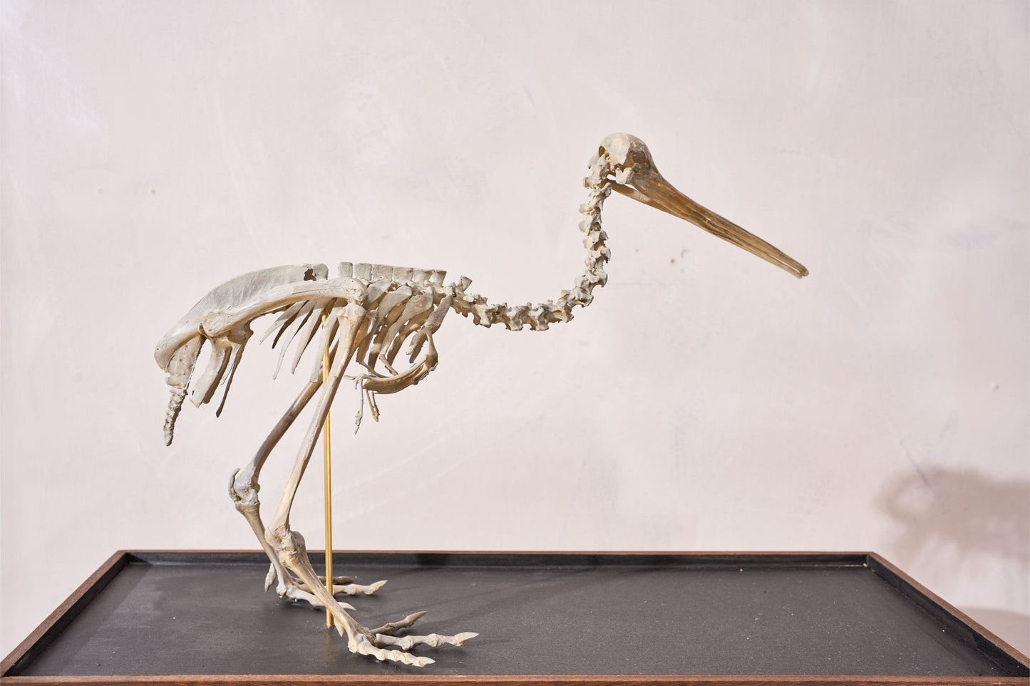 A Skeleton Cast of a New Zealand Kiwi bird