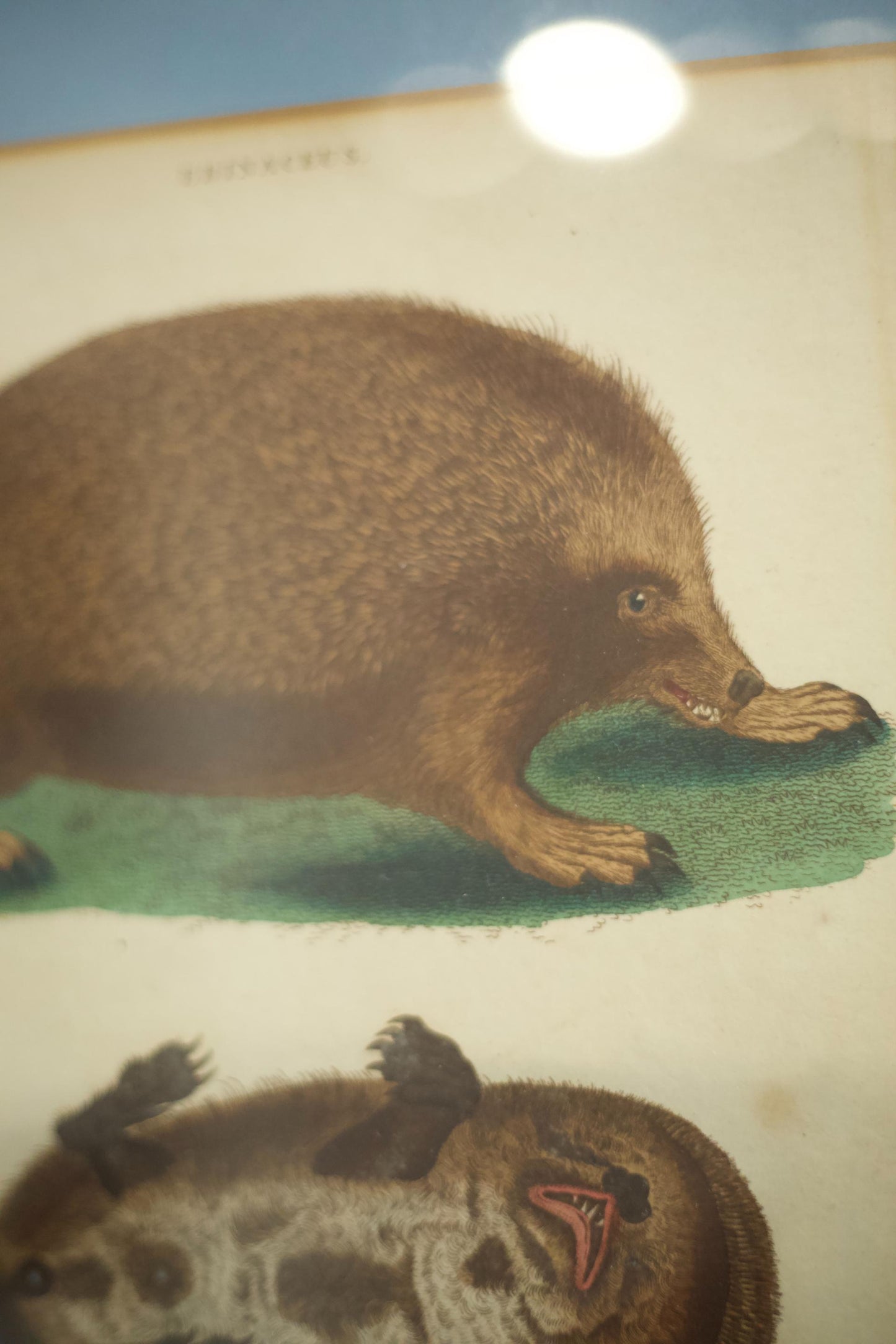 18th century book plate of a hedgehog