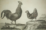 18th century book plate of a cockerel and hen