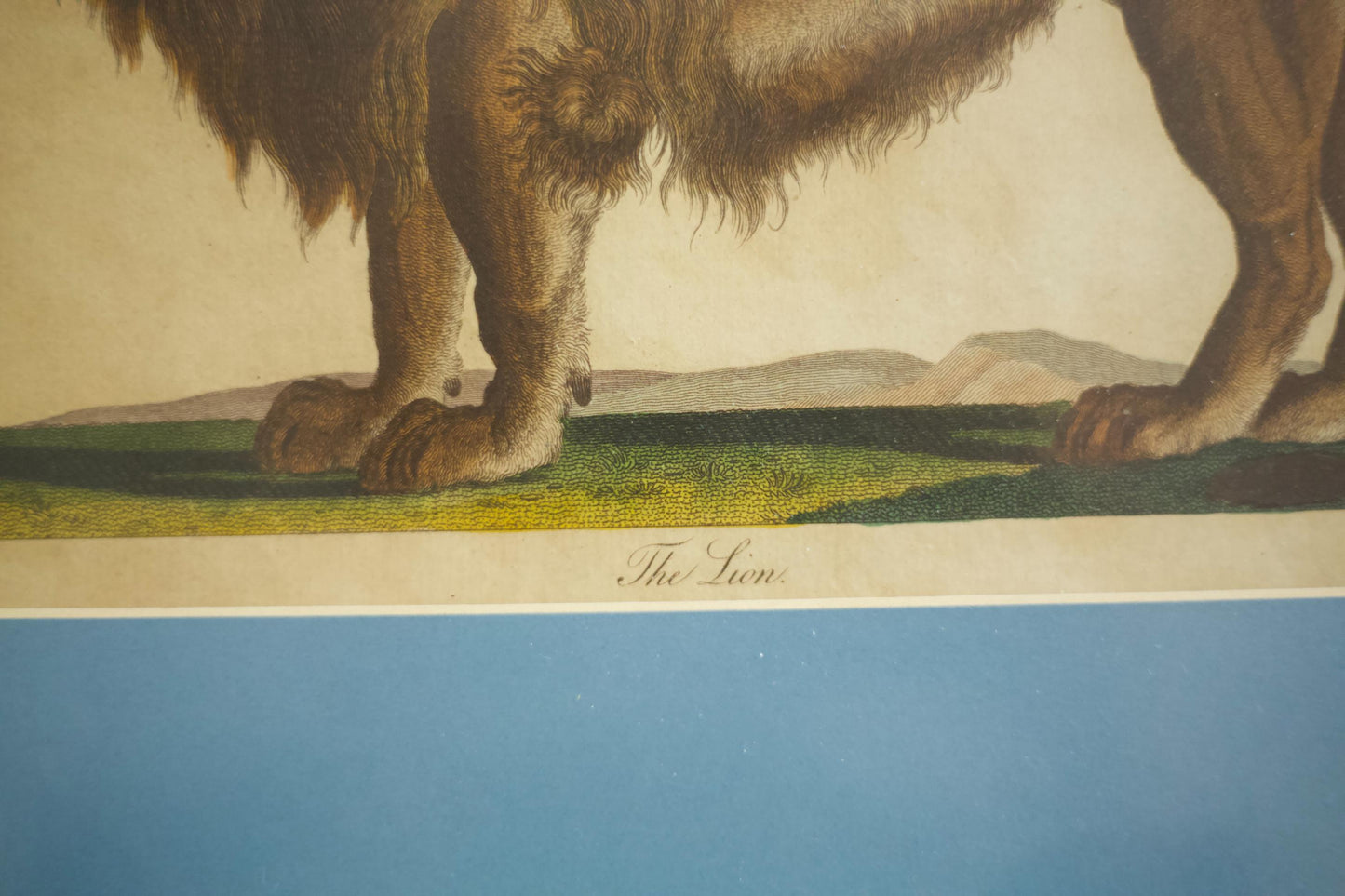 18th century book plate of a lion