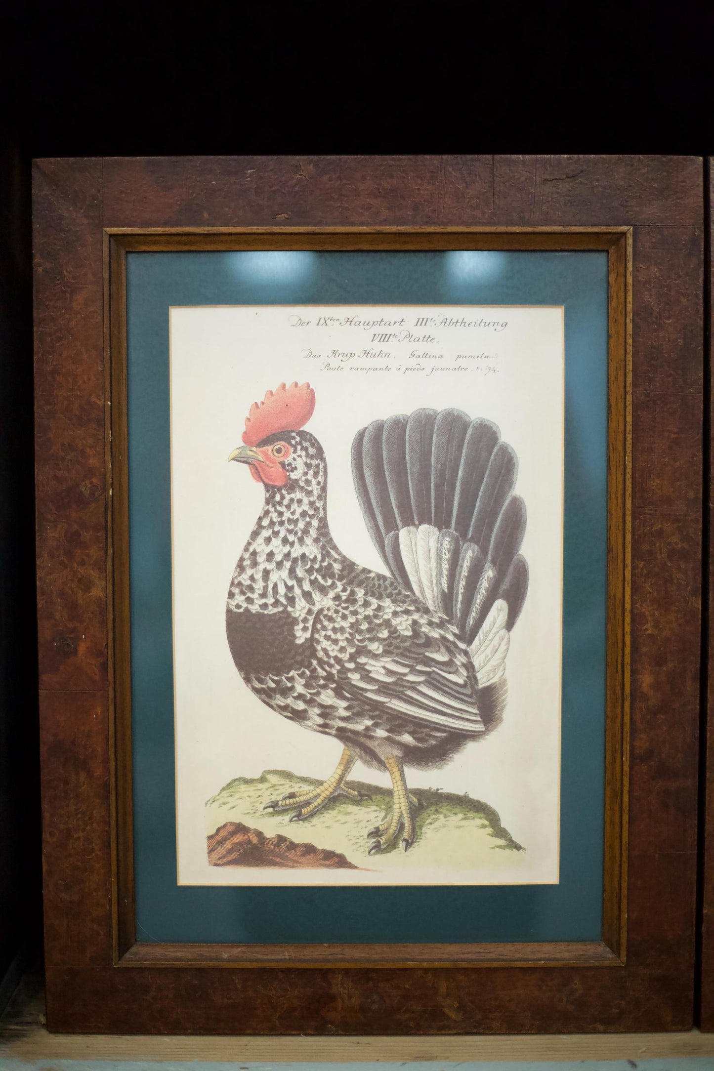 4x 20th century German cockerel prints