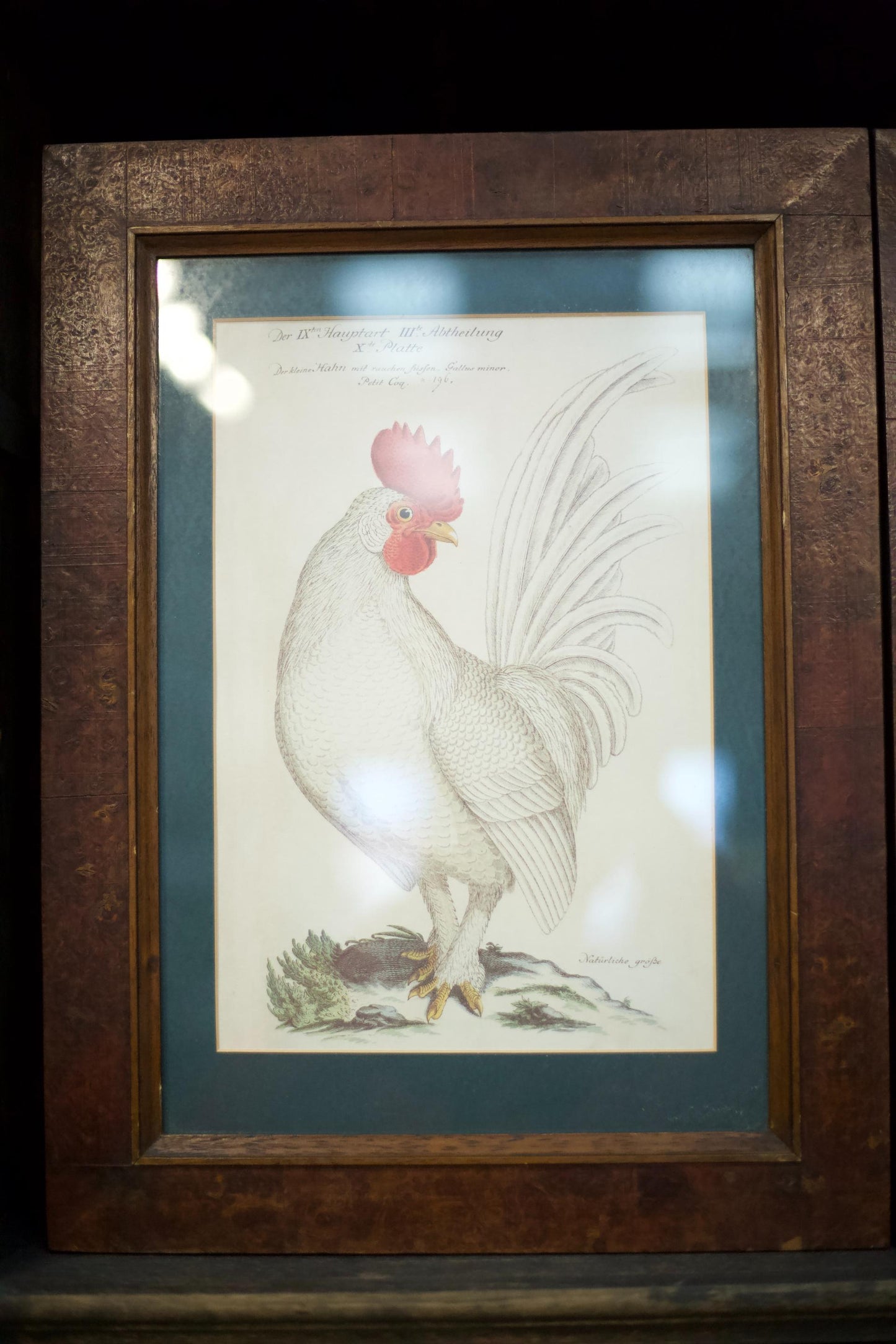 4x 20th century German cockerel prints