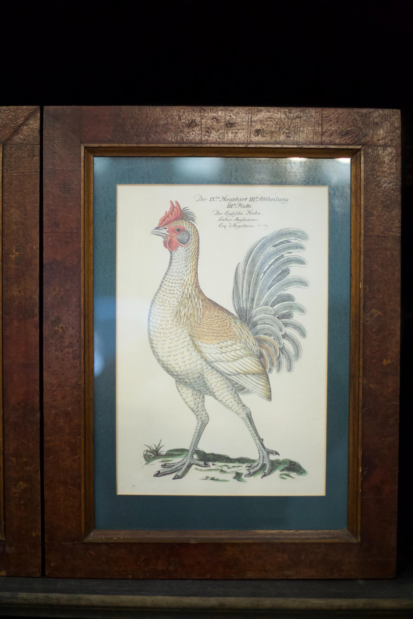 4x 20th century German cockerel prints