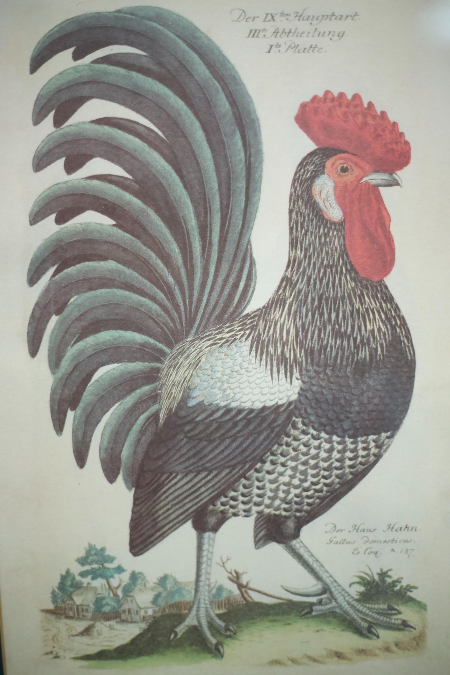 4x 20th century German cockerel prints
