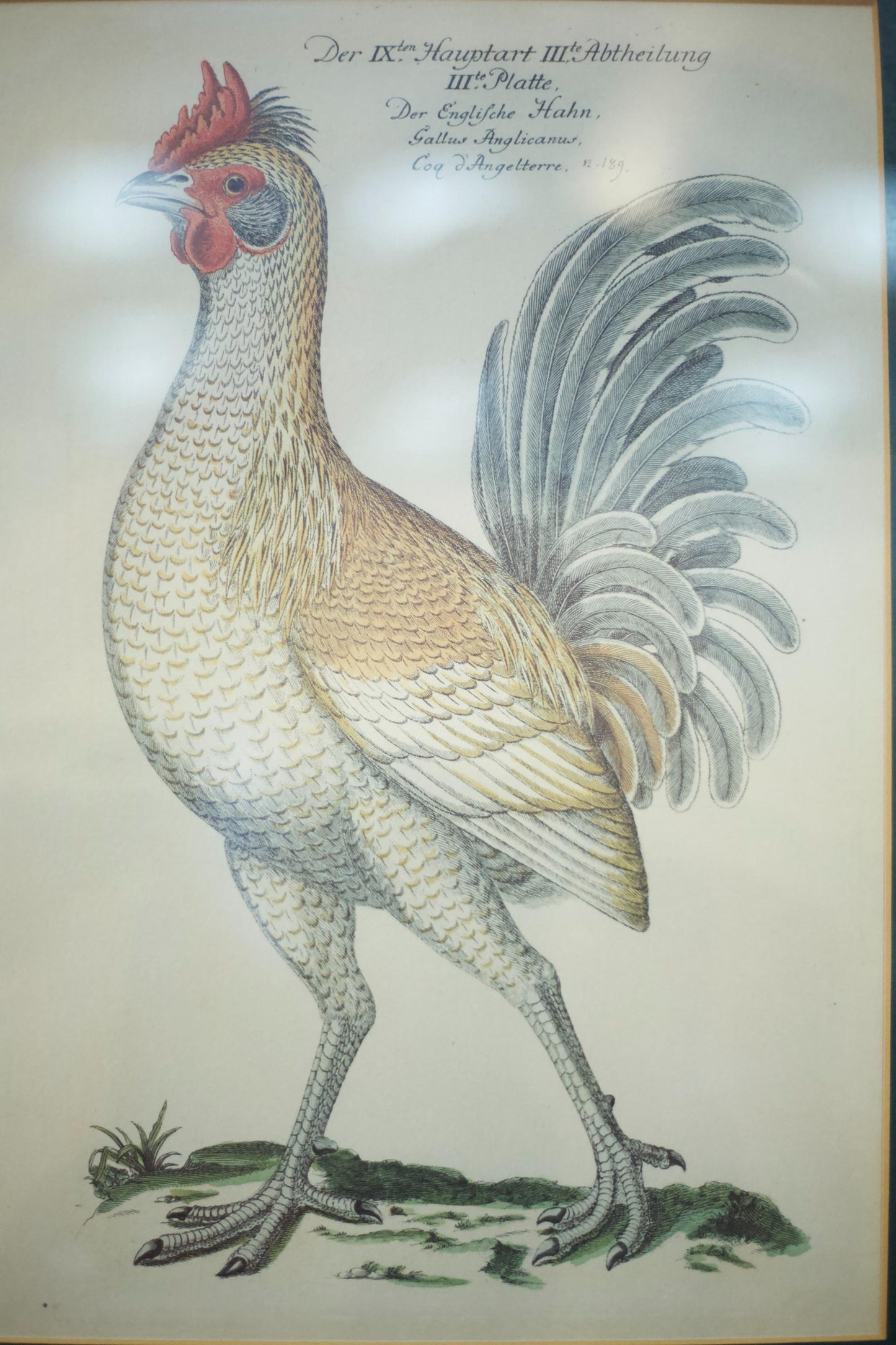 4x 20th century German cockerel prints