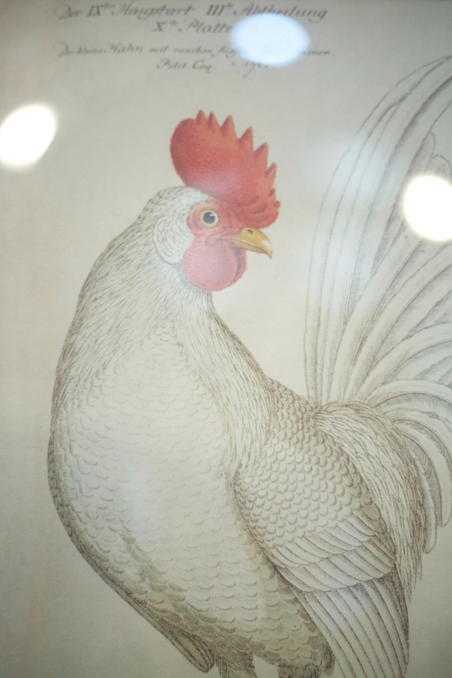 4x 20th century German cockerel prints