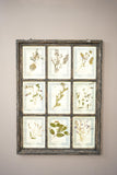 Vintage Framed collection of herbariums
