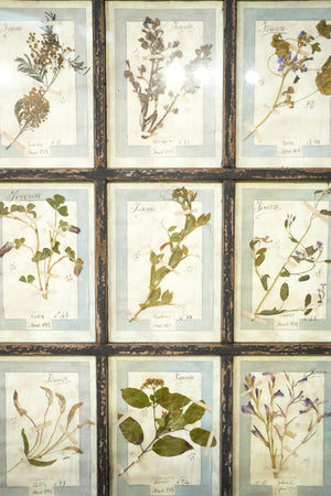 Vintage Framed collection of herbariums