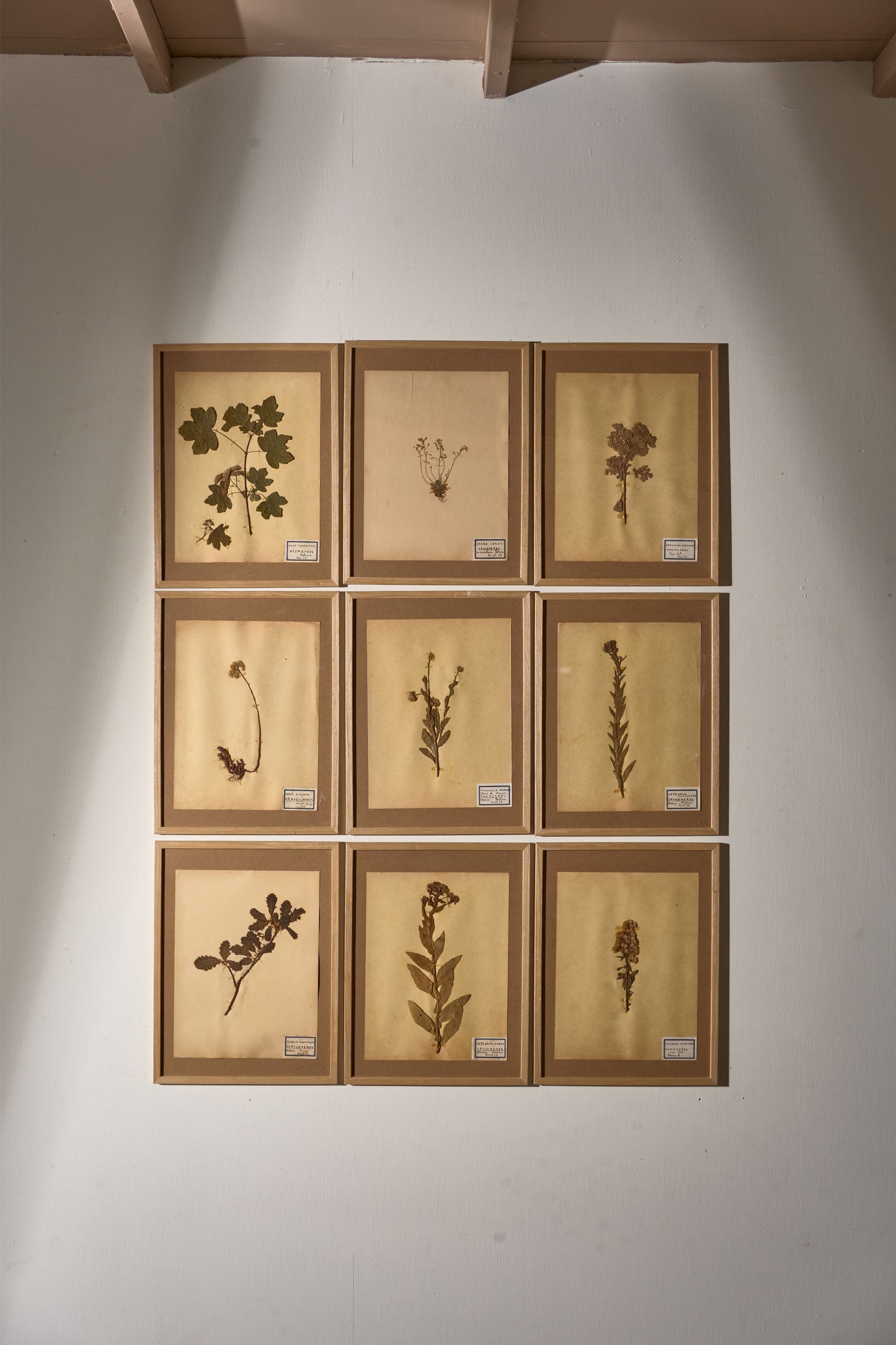 Set of 9 20th century framed Herbarium pages