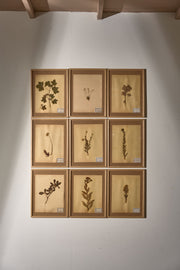 Set of 9 20th century framed Herbarium pages - TallBoy Interiors