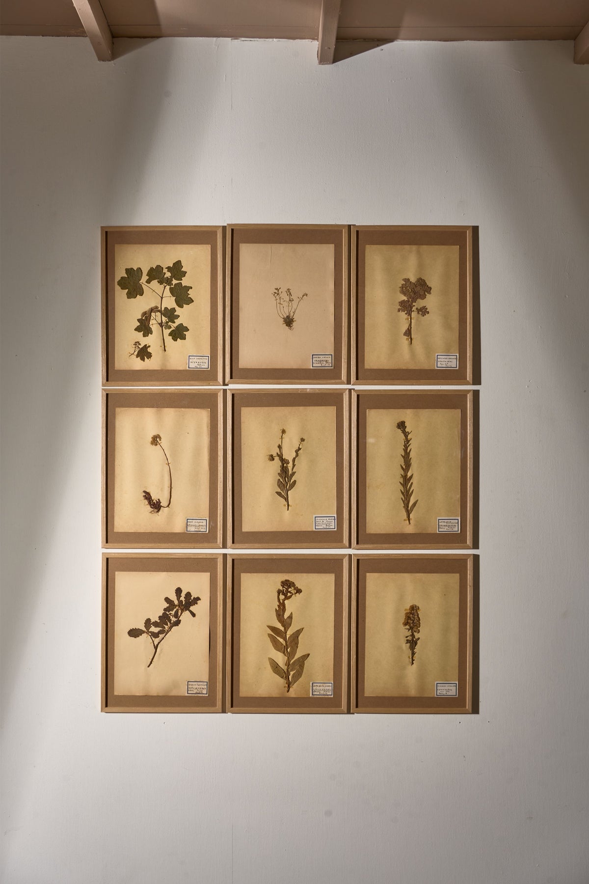 Set of 9 20th century framed Herbarium pages - TallBoy Interiors