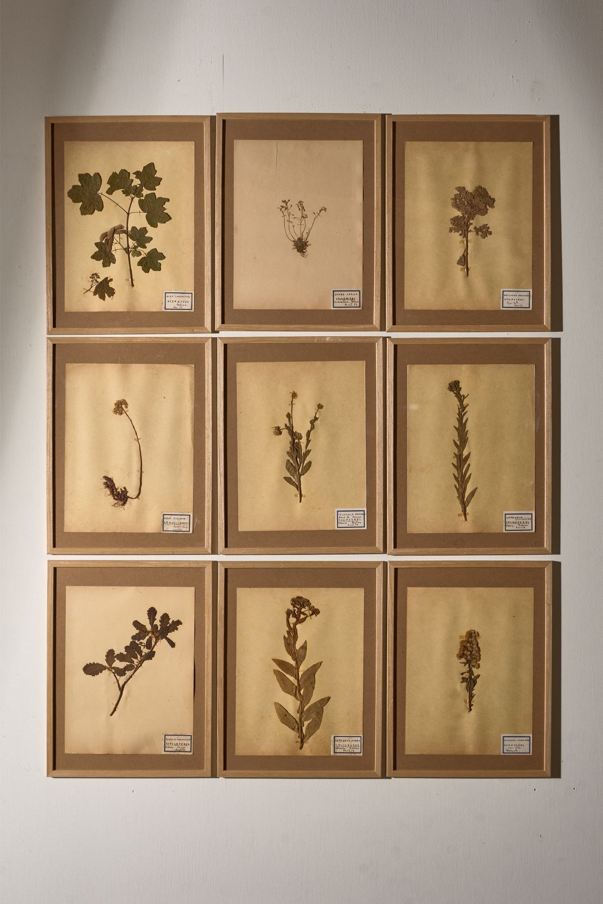 Set of 9 20th century framed Herbarium pages - TallBoy Interiors