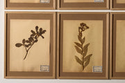 Set of 9 20th century framed Herbarium pages - TallBoy Interiors