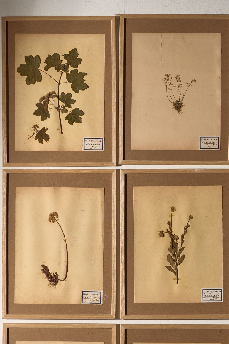 Set of 9 20th century framed Herbarium pages
