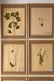 Set of 9 20th century framed Herbarium pages - TallBoy Interiors