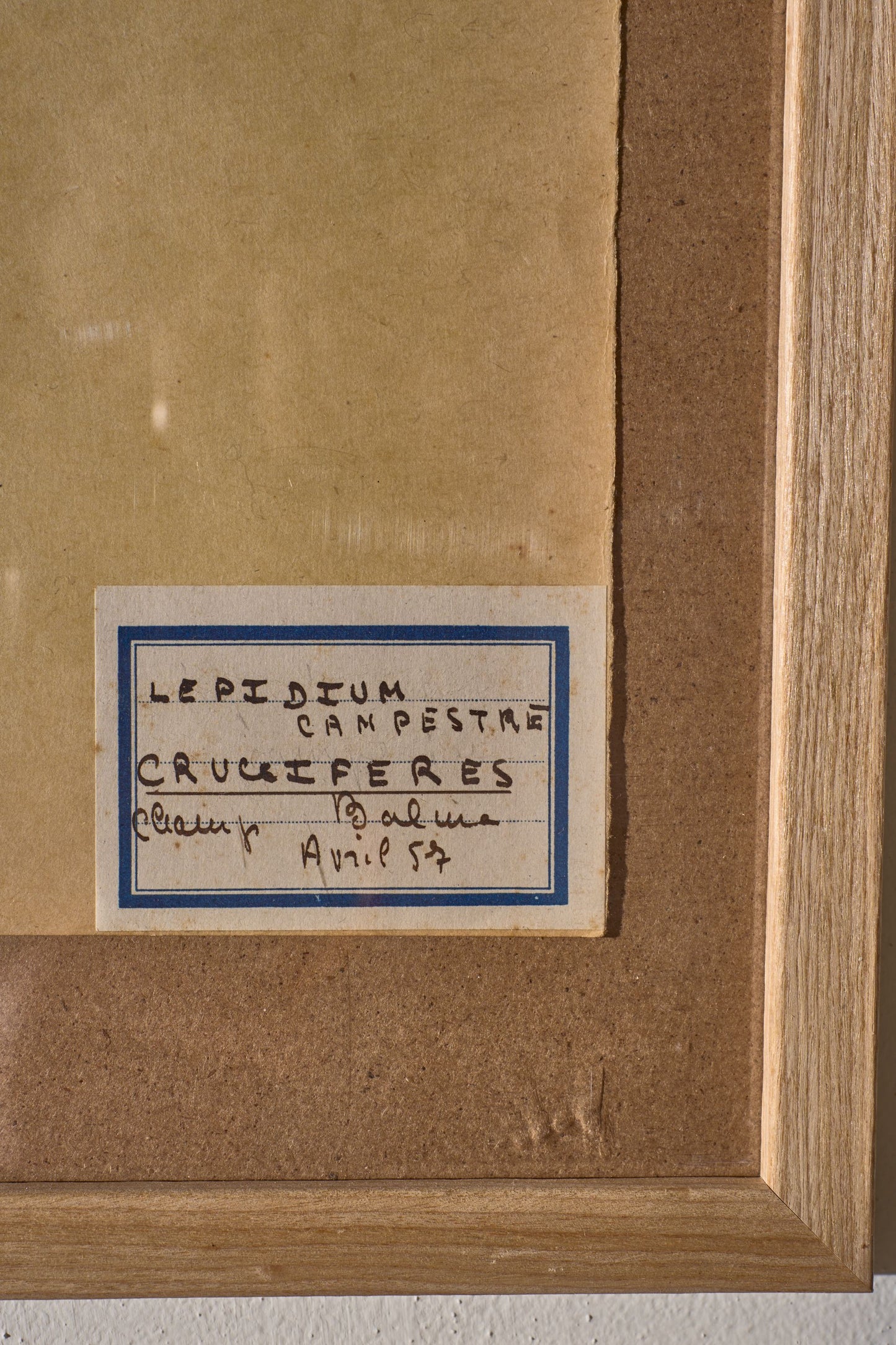 Set of 9 20th century framed Herbarium pages