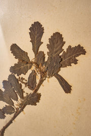 Set of 9 20th century framed Herbarium pages - TallBoy Interiors