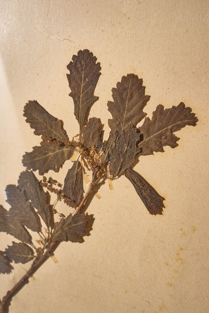 Set of 9 20th century framed Herbarium pages