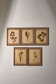 Set of 5 20th century framed Herbarium pages - TallBoy Interiors