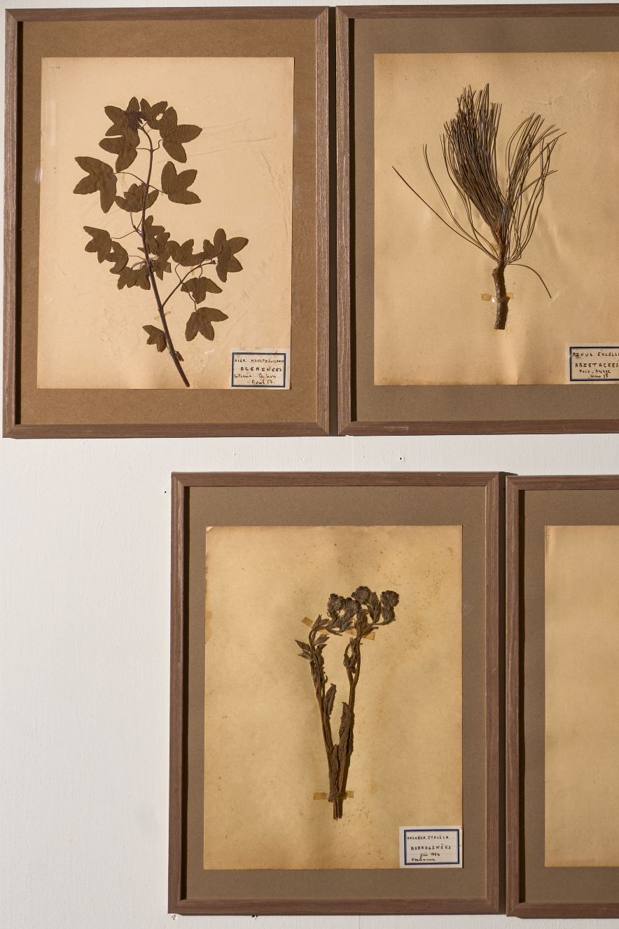 Set of 5 20th century framed Herbarium pages - TallBoy Interiors