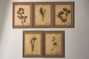 Set of 5 20th century framed Herbarium pages - TallBoy Interiors