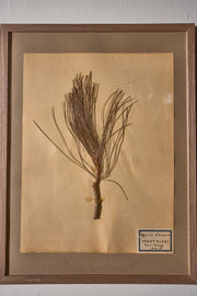 Set of 5 20th century framed Herbarium pages - TallBoy Interiors