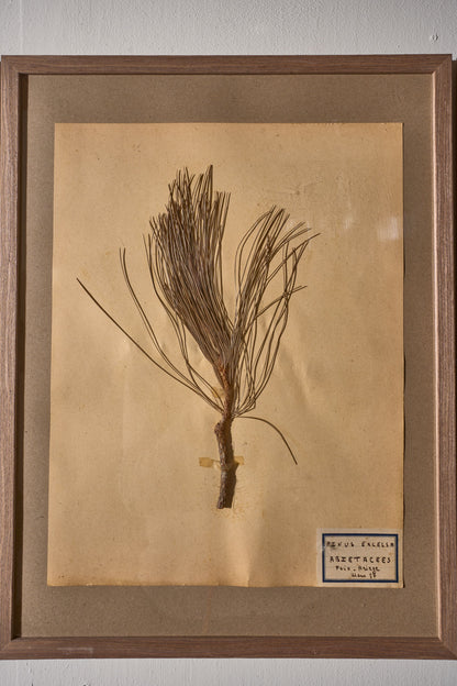 Set of 5 20th century framed Herbarium pages