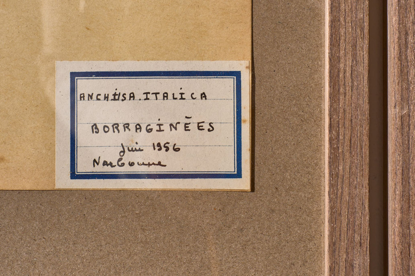 Set of 5 20th century framed Herbarium pages