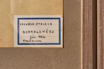 Set of 5 20th century framed Herbarium pages
