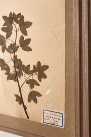 Set of 5 20th century framed Herbarium pages - TallBoy Interiors