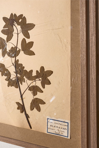 Set of 5 20th century framed Herbarium pages