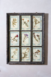 Large Italian Herbarium Plant study frame - No 1 - TallBoy Interiors