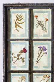 Large Italian Herbarium Plant study frame - No 1 - TallBoy Interiors