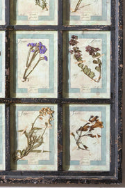 Large Italian Herbarium Plant study frame - No 1 - TallBoy Interiors