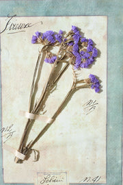Large Italian Herbarium Plant study frame - No 1 - TallBoy Interiors