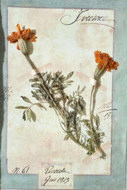 Large Italian Herbarium Plant study frame - No 1 - TallBoy Interiors