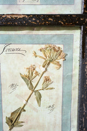 Large Italian Herbarium Plant study frame - No 1 - TallBoy Interiors