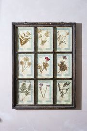 Large Italian Herbarium Plant study frame - No 2