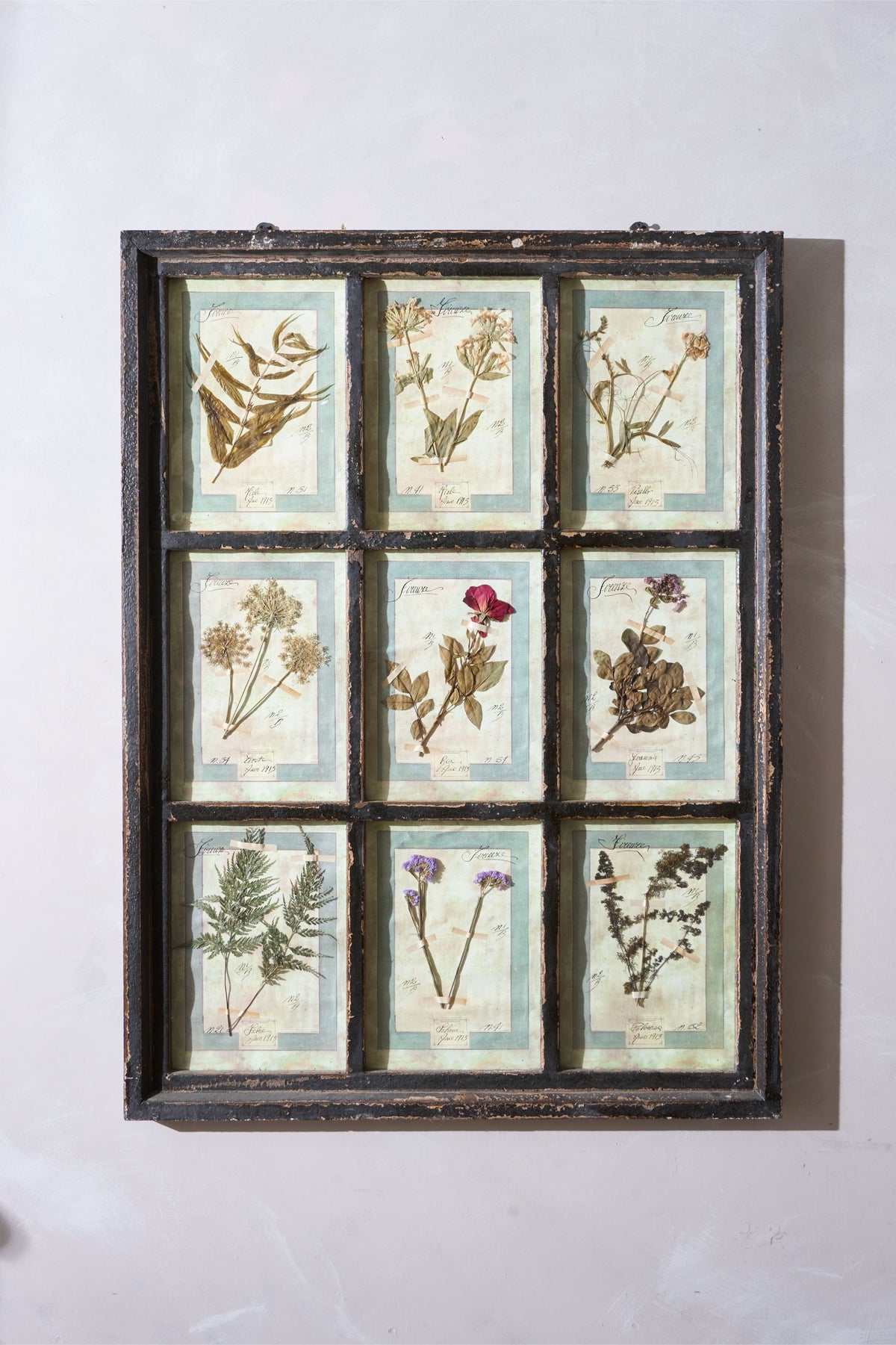 Large Italian Herbarium Plant study frame - No 2