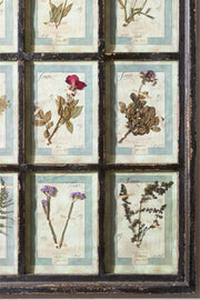 Large Italian Herbarium Plant study frame - No 2