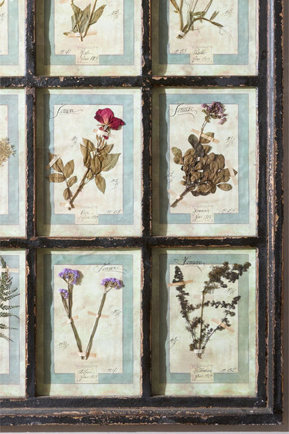 Large Italian Herbarium Plant study frame - No 2