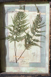 Large Italian Herbarium Plant study frame - No 2